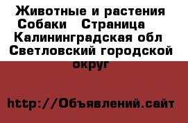 Животные и растения Собаки - Страница 4 . Калининградская обл.,Светловский городской округ 